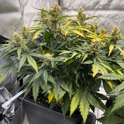 Amnesia Haze X Auto Haze growlog timeline photo