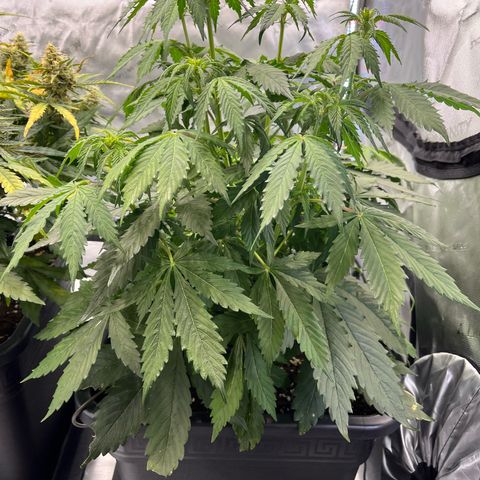 AK47 BCN selection X Auto Sativa growlog timeline photo