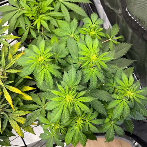 AK47 BCN selection X Auto Sativa growlog timeline photo