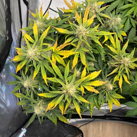 Amnesia Haze X Auto Haze growlog timeline photo