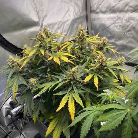 Amnesia Haze X Auto Haze growlog timeline photo