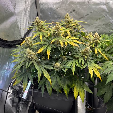 Amnesia Haze X Auto Haze growlog timeline photo