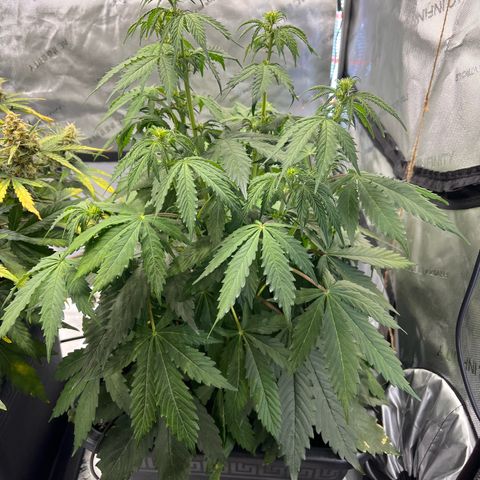 AK47 BCN selection X Auto Sativa growlog timeline photo