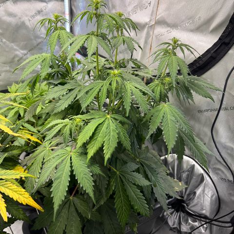 AK47 BCN selection X Auto Sativa growlog timeline photo