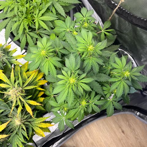 AK47 BCN selection X Auto Sativa growlog timeline photo