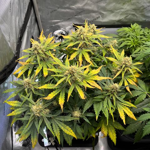 Amnesia Haze X Auto Haze growlog timeline photo