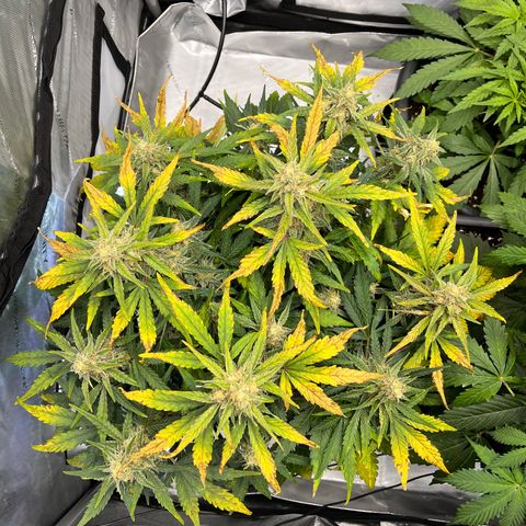 Amnesia Haze X Auto Haze growlog timeline photo