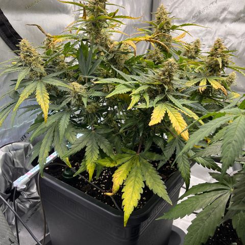 Amnesia Haze X Auto Haze growlog timeline photo