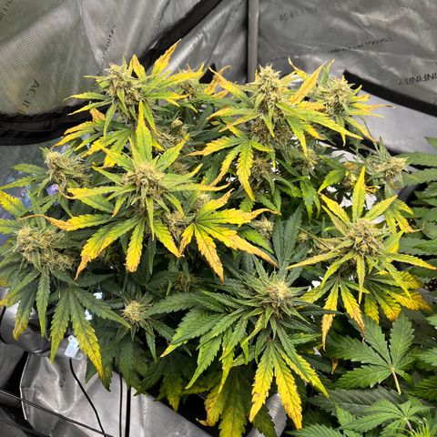 Amnesia Haze X Auto Haze growlog timeline photo