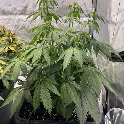 AK47 BCN selection X Auto Sativa growlog timeline photo