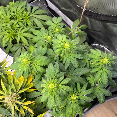 AK47 BCN selection X Auto Sativa growlog timeline photo