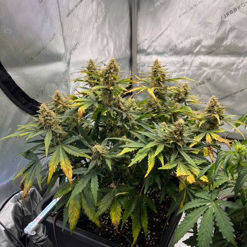 Amnesia Haze X Auto Haze growlog timeline photo