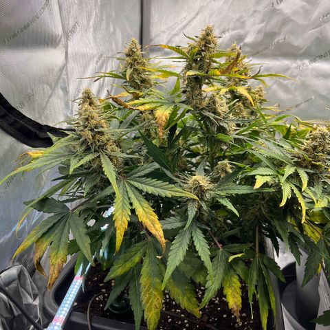 Amnesia Haze X Auto Haze growlog timeline photo