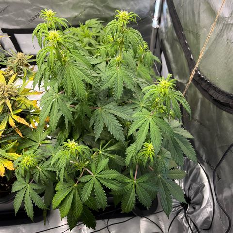 Amnesia Haze X Auto Haze growlog timeline photo