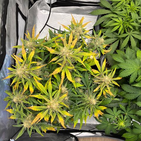 Amnesia Haze X Auto Haze growlog timeline photo
