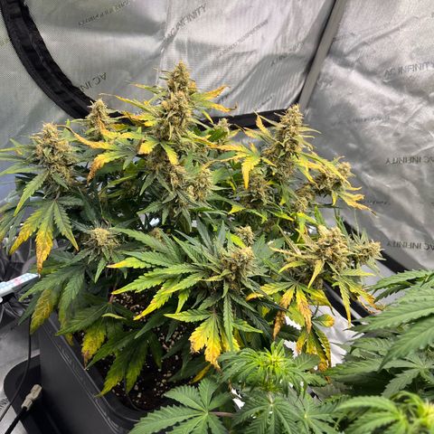 Amnesia Haze X Auto Haze growlog timeline photo