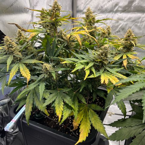 Amnesia Haze X Auto Haze growlog timeline photo