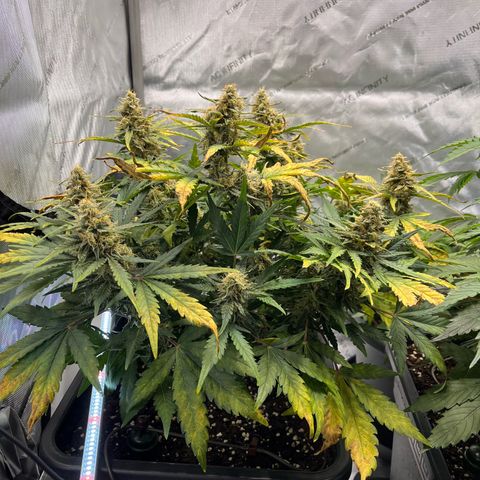Amnesia Haze X Auto Haze growlog timeline photo