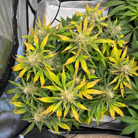 Amnesia Haze X Auto Haze growlog timeline photo