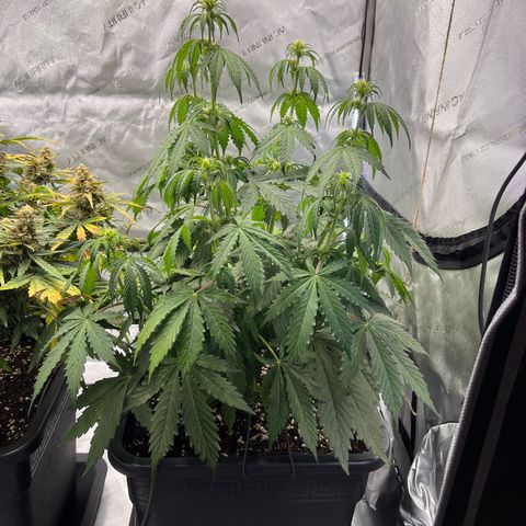 AK47 BCN selection X Auto Sativa growlog timeline photo