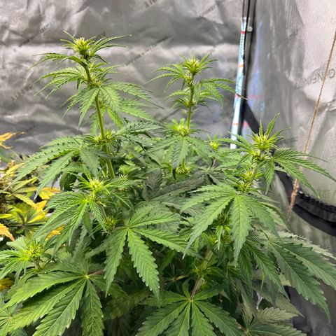 AK47 BCN selection X Auto Sativa growlog timeline photo