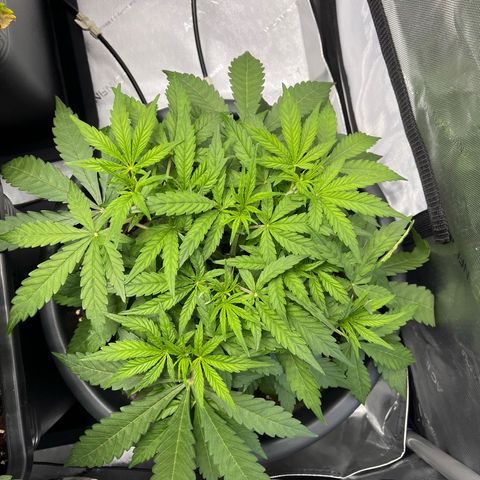 AK47 BCN selection X Auto Sativa growlog timeline photo