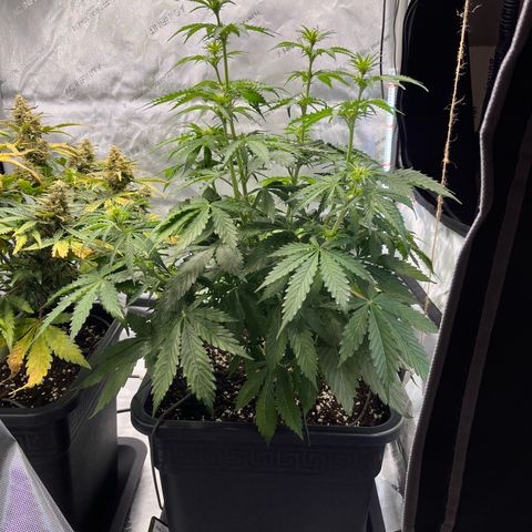 AK47 BCN selection X Auto Sativa growlog timeline photo