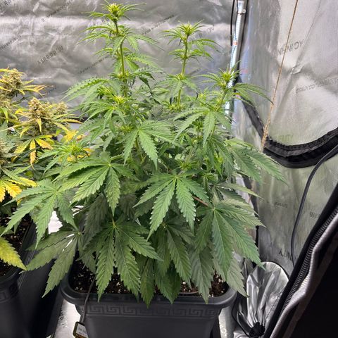 AK47 BCN selection X Auto Sativa growlog timeline photo