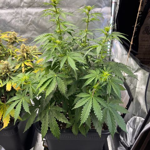 AK47 BCN selection X Auto Sativa growlog timeline photo