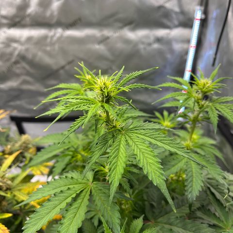 AK47 BCN selection X Auto Sativa growlog timeline photo