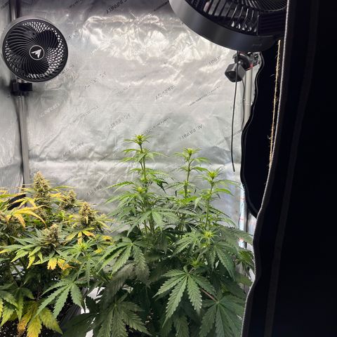 AK47 BCN selection X Auto Sativa growlog timeline photo