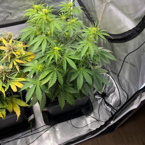 AK47 BCN selection X Auto Sativa growlog timeline photo