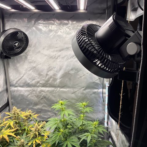 AK47 BCN selection X Auto Sativa growlog timeline photo