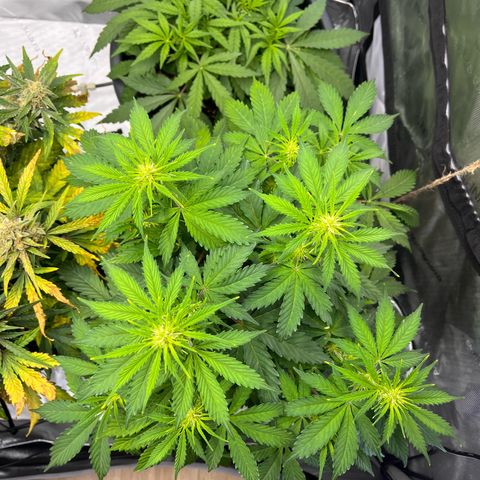 AK47 BCN selection X Auto Sativa growlog timeline photo