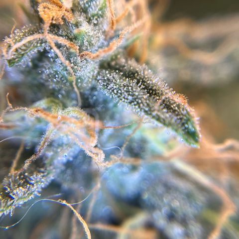 Amnesia Haze X Auto Haze growlog timeline photo