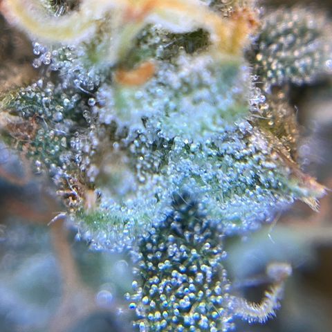 Amnesia Haze X Auto Haze growlog timeline photo