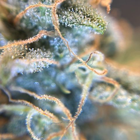 Amnesia Haze X Auto Haze growlog timeline photo