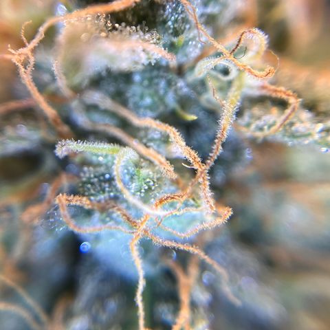 Amnesia Haze X Auto Haze growlog timeline photo