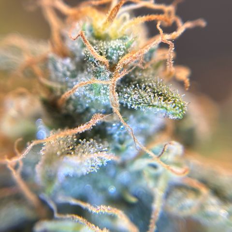 Amnesia Haze X Auto Haze growlog timeline photo