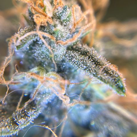 Amnesia Haze X Auto Haze growlog timeline photo