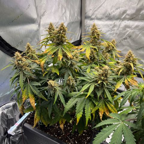 Amnesia Haze X Auto Haze growlog timeline photo