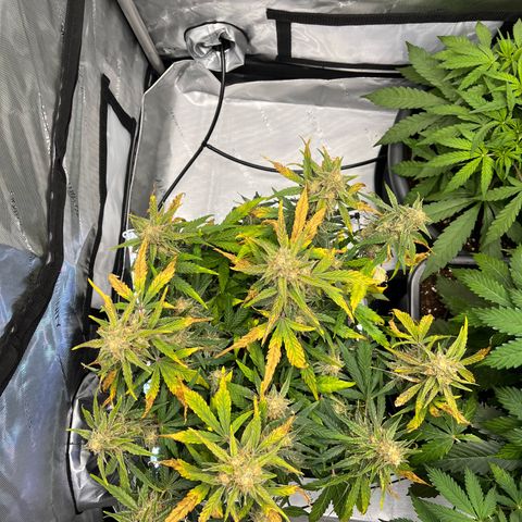 Amnesia Haze X Auto Haze growlog timeline photo