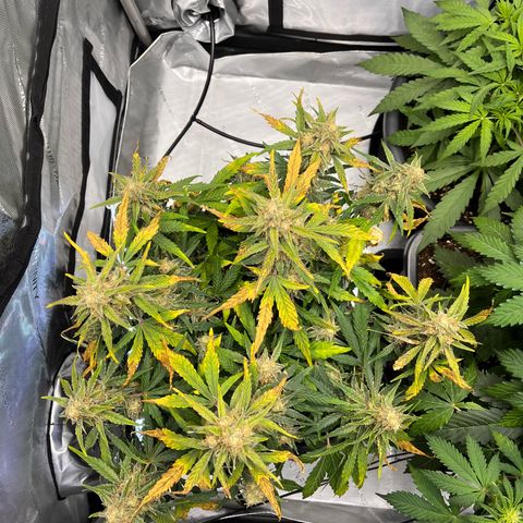 Amnesia Haze X Auto Haze growlog timeline photo