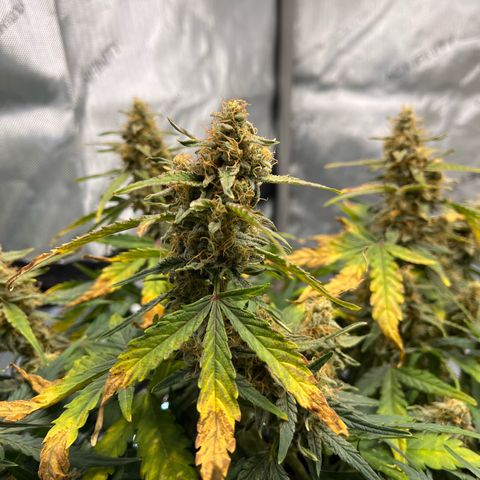 Amnesia Haze X Auto Haze growlog timeline photo