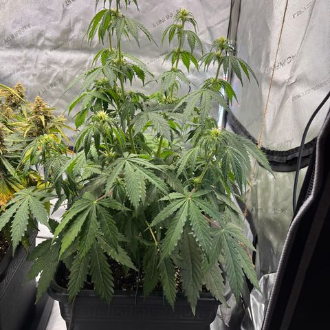 AK47 BCN selection X Auto Sativa growlog timeline photo