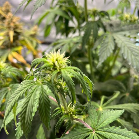 AK47 BCN selection X Auto Sativa growlog timeline photo