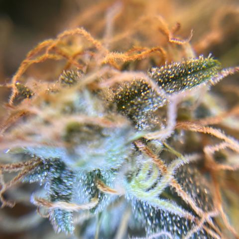 Amnesia Haze X Auto Haze growlog timeline photo