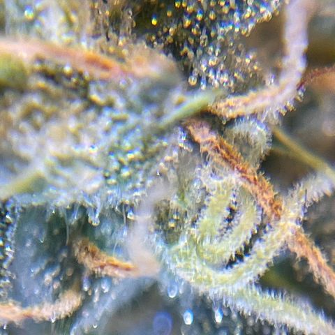 Amnesia Haze X Auto Haze growlog timeline photo