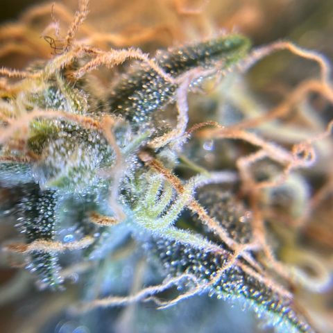 Amnesia Haze X Auto Haze growlog timeline photo