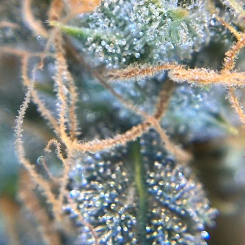 Amnesia Haze X Auto Haze growlog timeline photo